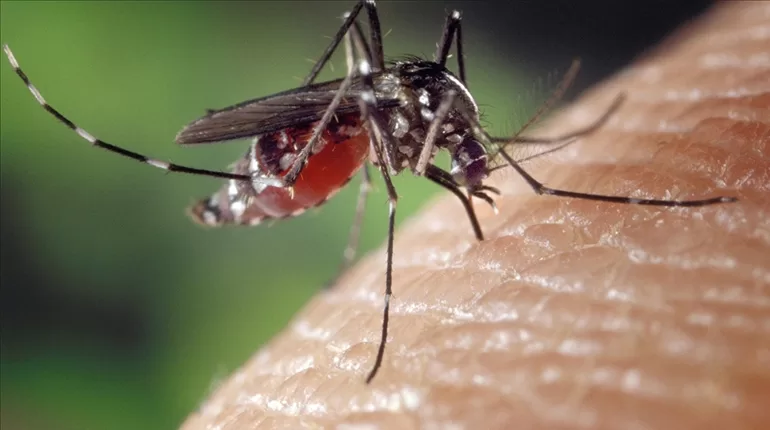 Sivrisinek Alerjisi Nedir Sivrisinek Isırığı Alerjisi Belirtileri Nelerdir